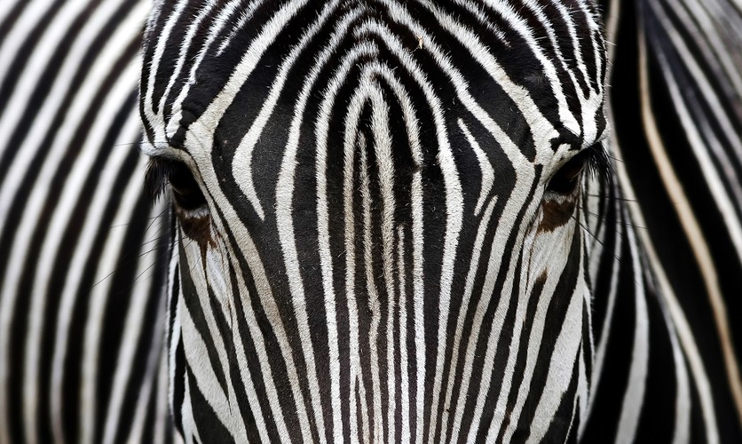 „Zebra”
