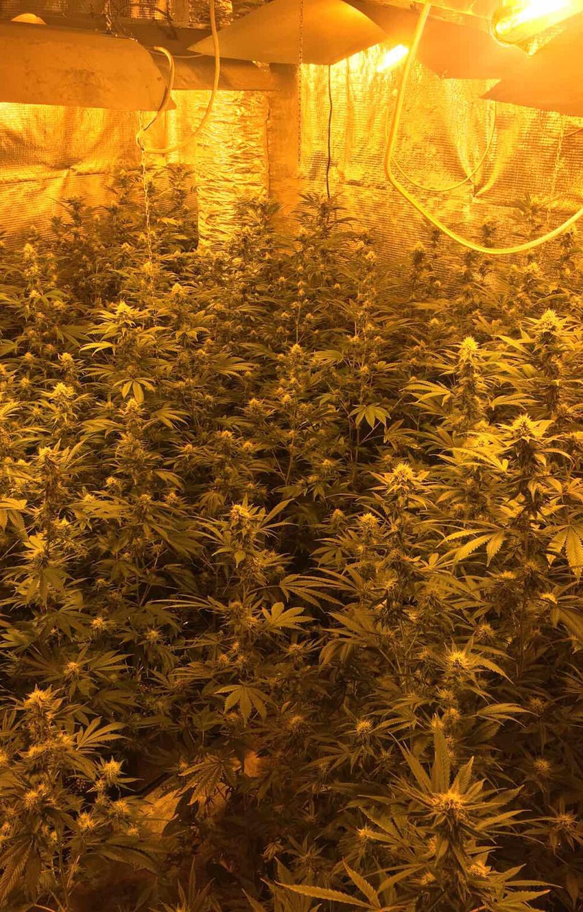 Laboratorija za uzgoj marihuane pronađena u Kragujevcu