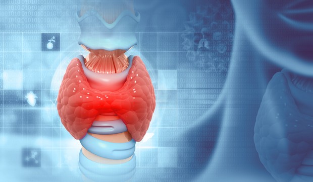Hormoni štitne žlezde pokreću brzinu svakog metaboličkog procesa u telu, uključujući kretanje hrane kroz digestivni trakt