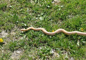 Albino smuk u Petrovićevom dvorištu