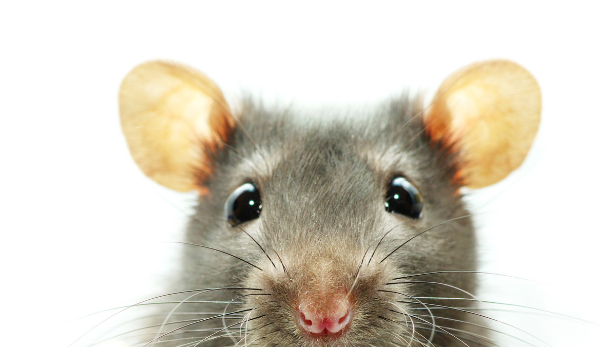 Szczury pod wieloma względami przewyższają człowieka – mają bardzo wiele zadziwiających zdolności, których my możemy im jedynie pozazdrościć. Prócz tego, że potrafią gryźć metal, skakać na metr wysokości i pływać na kilometrowe odległości, wypracowały one genialne strategie przeżycia i rozwiązywania problemów. Neurobiolożka, która od ponad 25 lat bada owe zwierzęta, nauczyła się od nich, jak radzić sobie ze stresem, zachować zdrowie, szybciej się uczyć. Możemy brać z nich przykład nawet w zachowaniach erotycznych: okazuje się, że częsty seks doskonale wpływa na pracę mózgu.