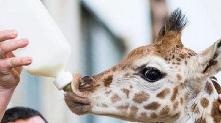 Így táplálják cumisüvegből a kéthónapos zsiráfborjút