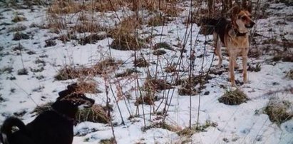 9-latek pogryziony przez psy w Gdańsku. Matka prosi o pomoc