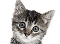 Kot-bohater w Niemczech. Uratował czteroosobową rodzinę