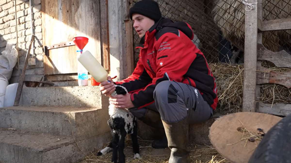 Miloš (21) živi na Fruškoj gori i ima stado od 300 ovaca