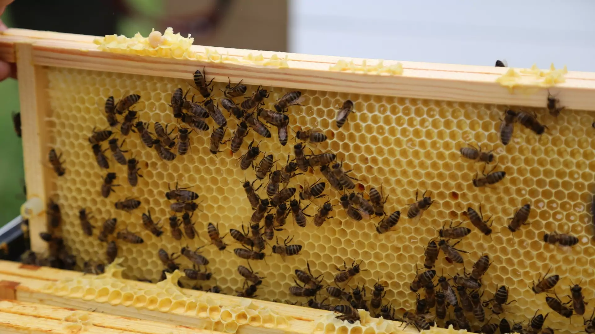 To katastrofa. 10 milionów pszczół padło przez błąd rolnika