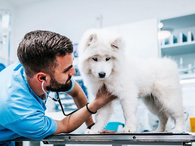 Veterinar Vuk Vukoje