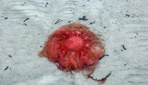 vatrena meduza