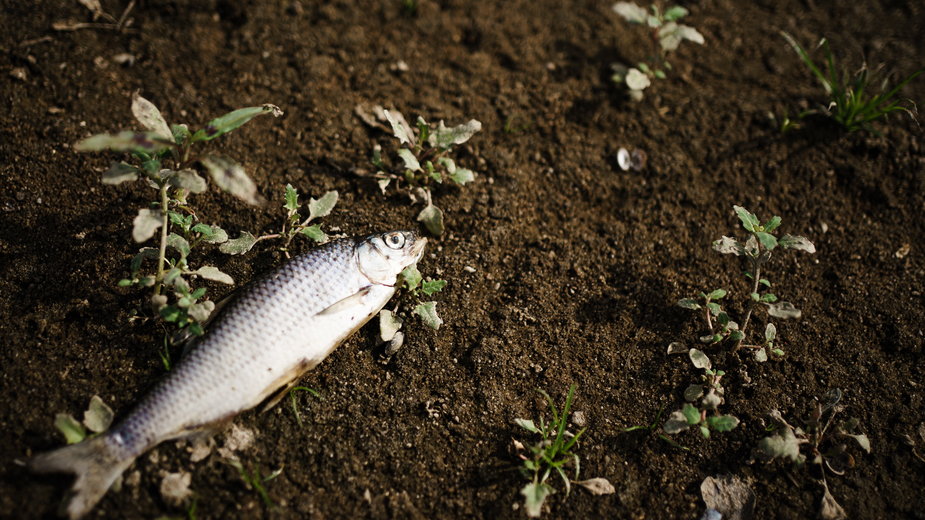 Śnięta ryba we Frankfurcie nad Odrą