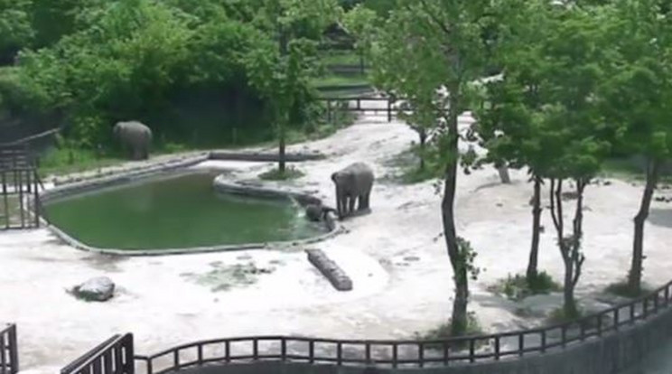 A kis elefánt éppen beleesik a vízbe.
