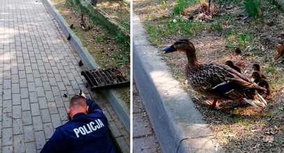 To było jak w filmie. Pisklaki jeden po drugim wpadały do studzienki. Na pomoc ruszyli oleccy policjanci