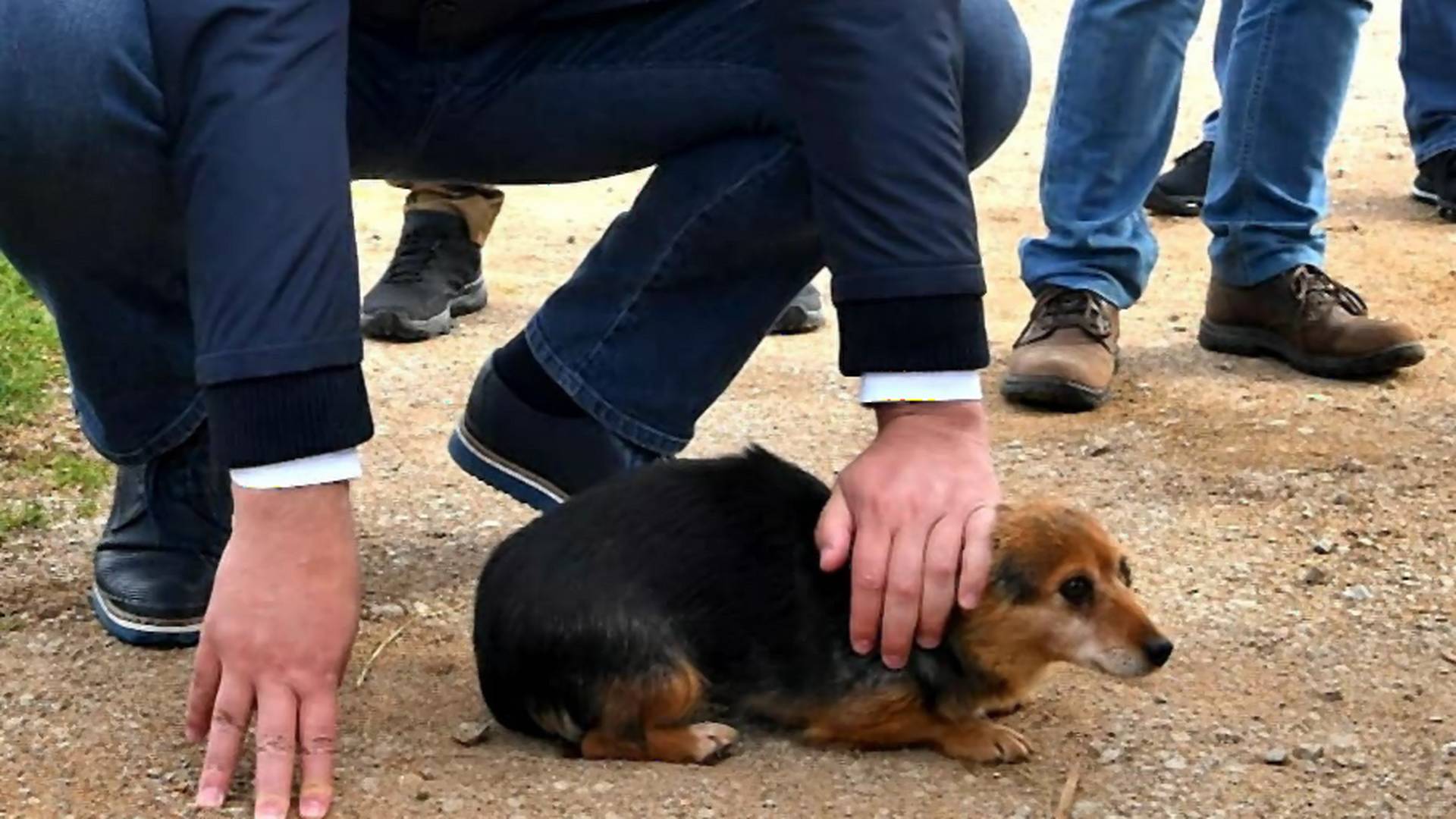Ljudi ne mogu da prestanu da se smeju zbog psa kojeg je mazio Vučić