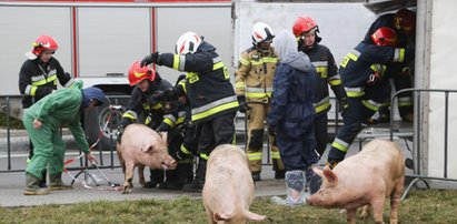 TIR przewożący świnie przewrócił się na rondzie