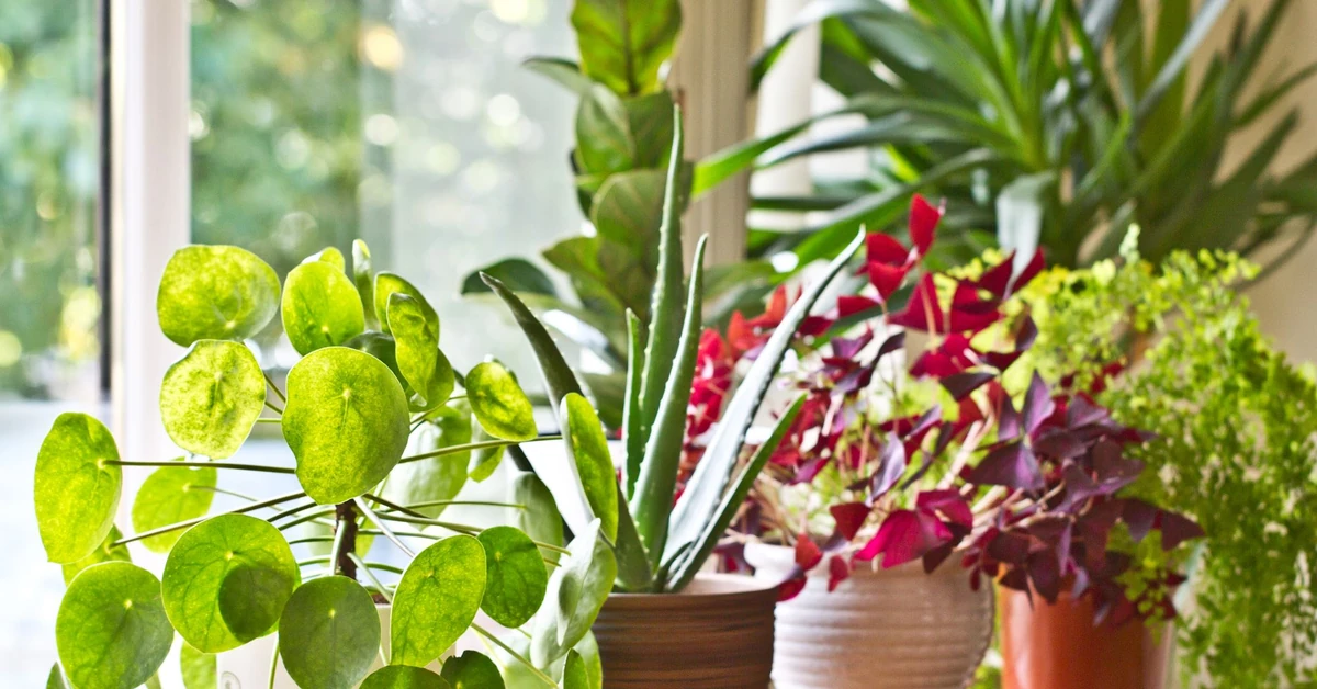 Pieniążek kwiat - jak pielęgnować, gdy opadają liście? Czego nie lubi kwiat pieniążek?