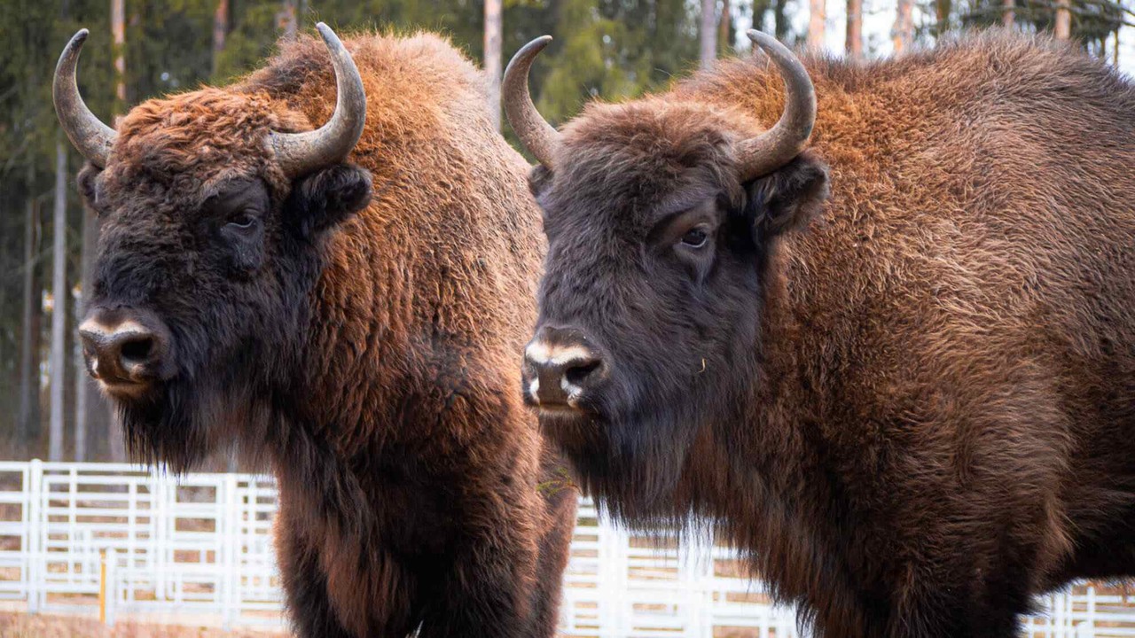 Żubry na eksport. Dokąd jadą królowie polskich lasów?