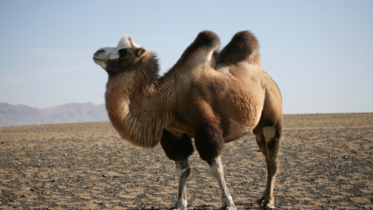 Dwanaście wielbłądów zdyskwalifikowano z "konkursu piękności" w Arabii Saudyjskiej z powodu niedozwolonego wstrzykiwania botoksu w pyski zwierząt przez właścicieli. Zamierzano w ten sposób powiększyć łby wielbłądów i zdobyć wysokie nagrody finansowe.