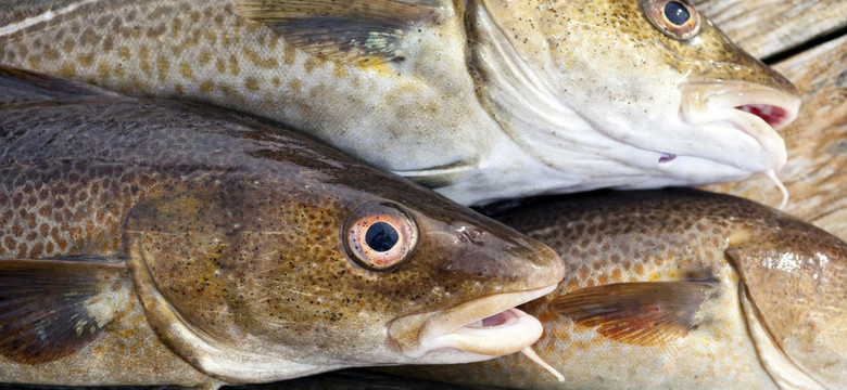 Znaleziono plastik w przewodach pokarmowych ryb z Bałtyku