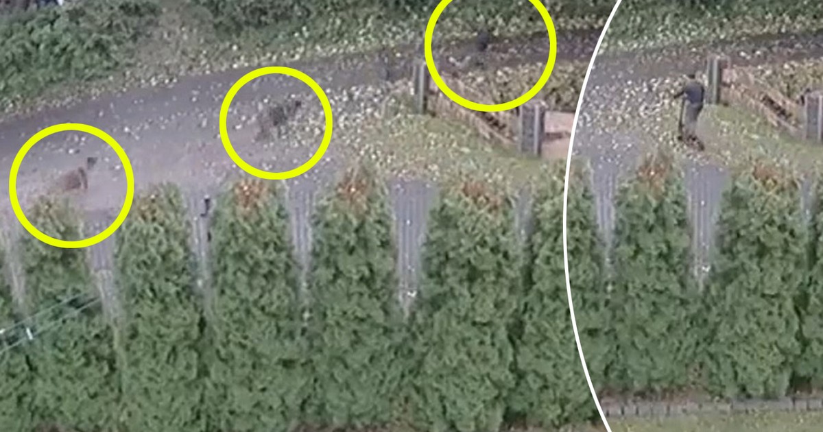 Psy rzuciły się na chłopca w Brennej. Dziecko spadło ze skarpy do potoku