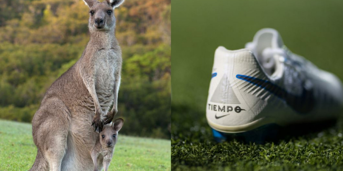 Nike używało skóry kangurów do tworzenia obuwia dla piłkarzy