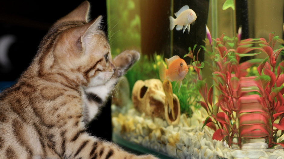 Akwarium powinno być dostosowane do ryb, które mają się w nim znaleźć - Irina_kukuts/pixabay.com