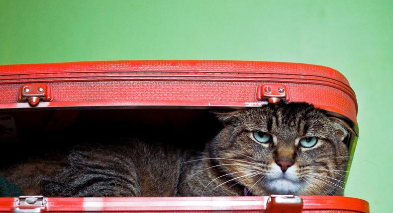 Posed photo of a cat in a suitcase.Laura Findlay/Getty Images