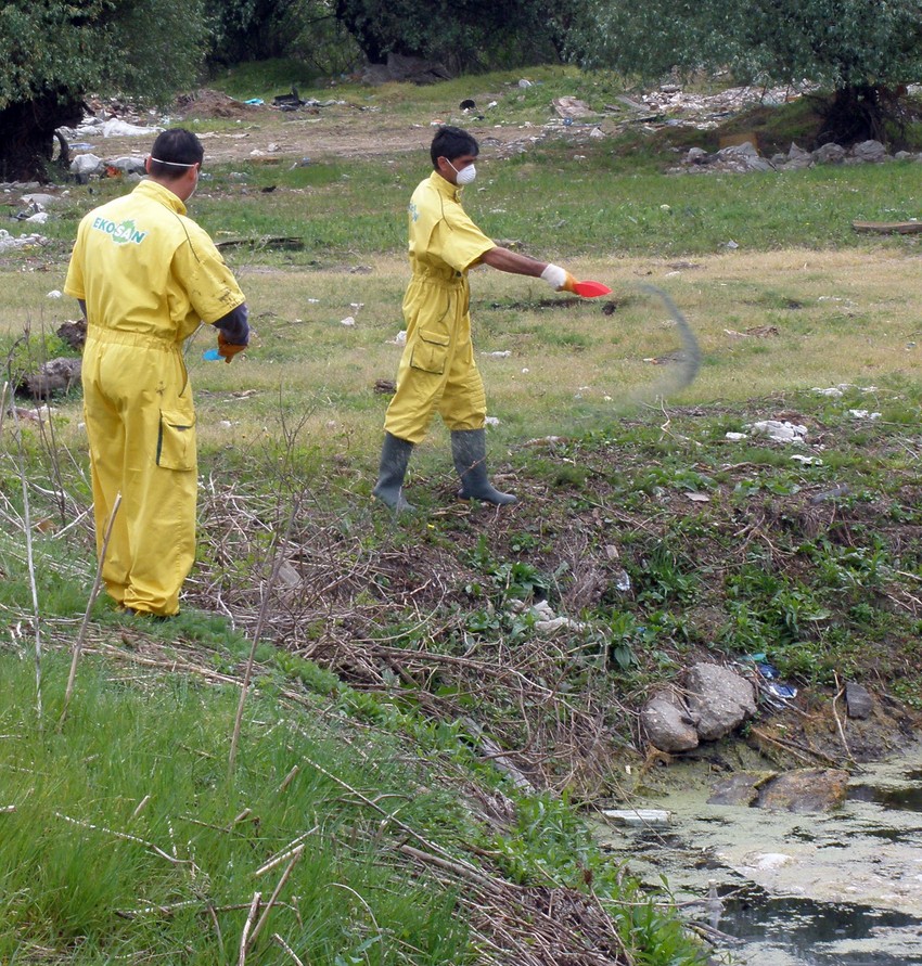 Kanali pored Zrenjaninskog puta oduvek su bili idealno stanište i leglo za komarce