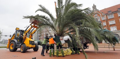 Palmy wróciły na rynek w Katowicach