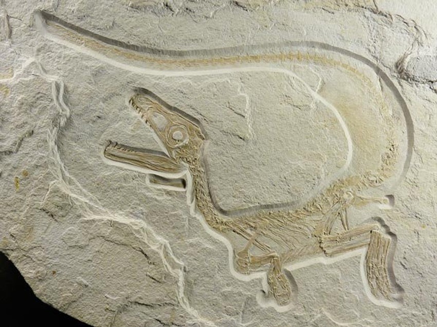 Ovakvi dinosaurusi mogli su da porastu do visine od devet metara i teže tonu