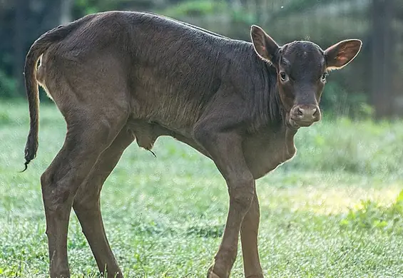 Wrocławskie ZOO powitało nowego zwierzaka. Możesz wybrać mu imię, a rywalizacja jest zacięta