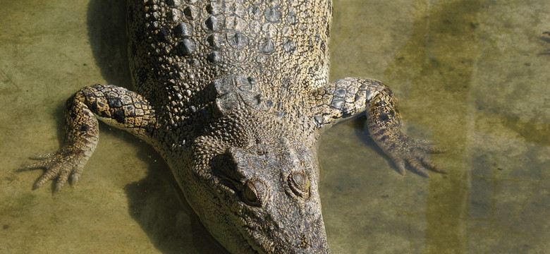 Krokodyl uciekł z hodowli. Może być w Odrze