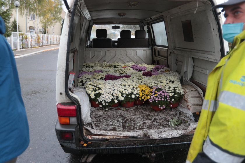 Zrobią to z tysiącami niesprzedanych kwiatów z cmentarzy. "Coś jakby dywan"