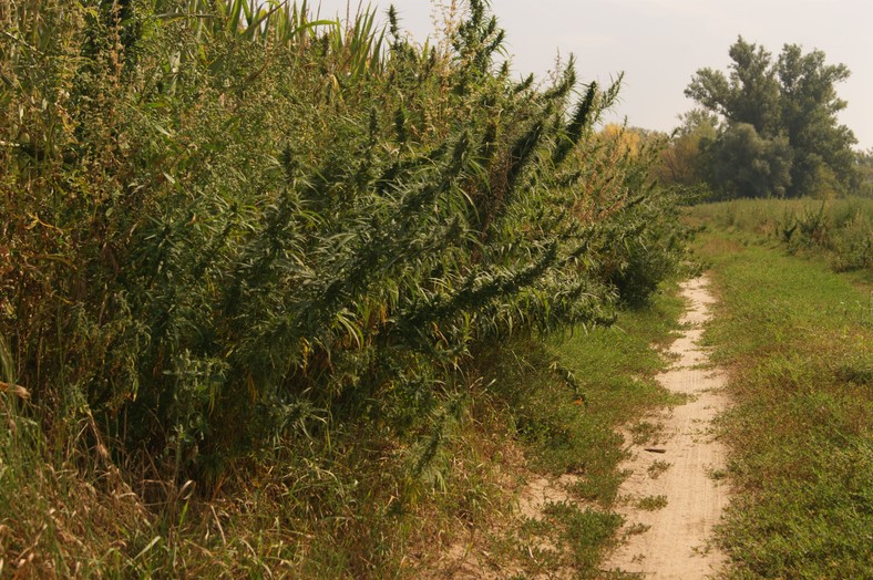 Konopie przy polu kukurydzy 