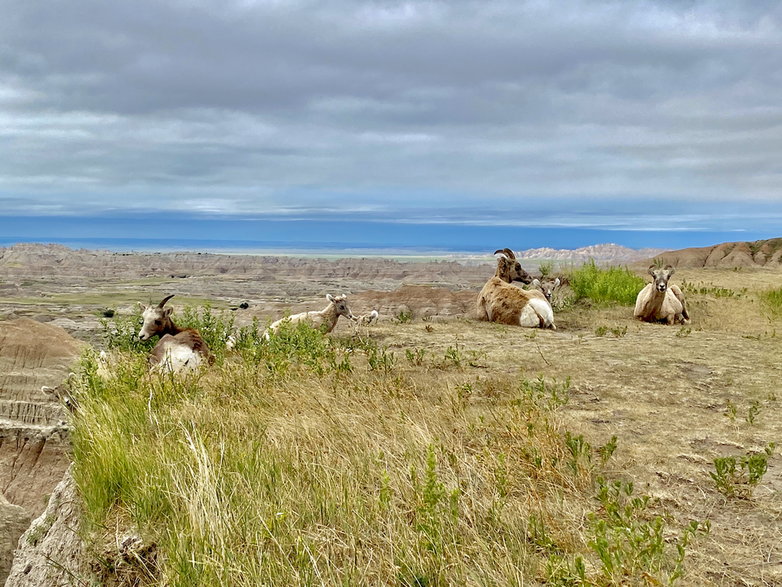 Antylopy widłorogie w Badlands