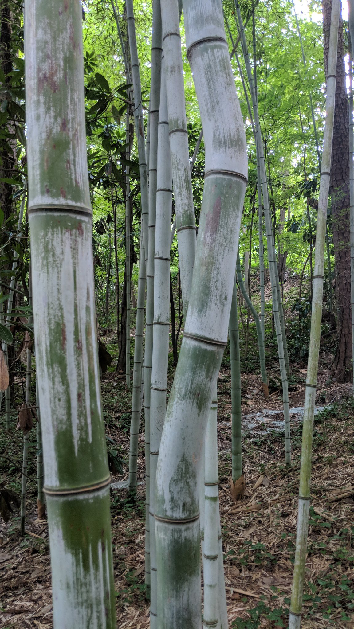 Bambus čierny zvaný tiež henonis.