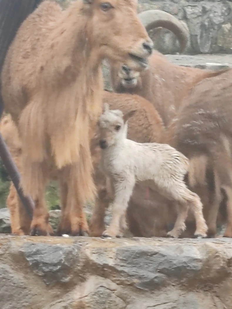 Mladunče berberske ovce sa roditeljima