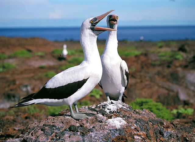 Galeria Ekwador - Wyspy Galapagos, obrazek 15