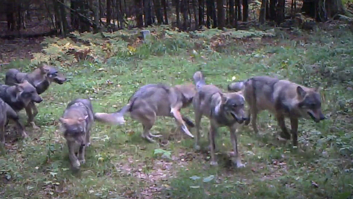 W polskiej części Puszczy Białowieskiej żyje około 30 wilków. Ostatnio fotopułapka zamieszczona na terenie Puszczy Białowieskiej zarejestrowała prawdopodobnie największą watahę w tej części Polski. Na udostępnionym wideo widzimy 12 osobników.