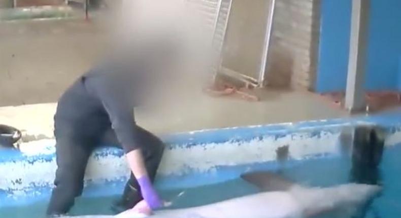 Picture of zoo keeper performing sex act on dolphin goes viral