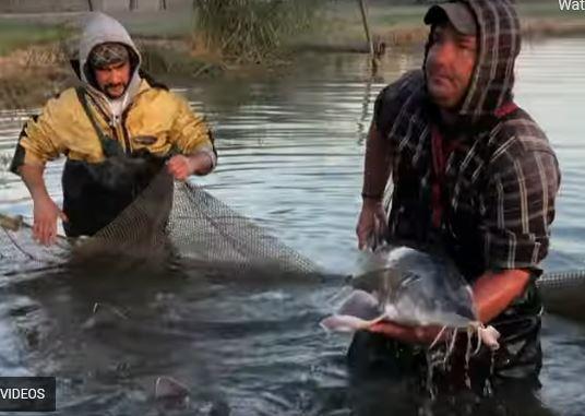 Százmilliót érő óriás vizákat nevelnek az akasztói horgászparadicsomban -  Blikk