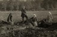 Dzieci przed szkołą i po lekcjach często pracowały w polu. Na zdjęciu kopcowanie ziemniaków w majątku Kleszczyńskich, data nieznana.