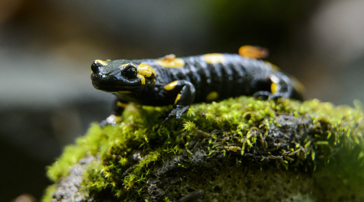 Foltos szalamandra (Salamandra salamandra) a Csörgő-völgy erdőrezervátumban Mátraszentimre közelében 2018. május 8-án / Fotó: MTI/Komka Péter