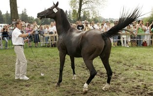 Zmieniają się zasady udziału w czempionacie koni arabskich w Janowie Podlaskim