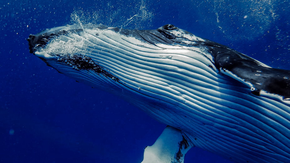 Tropem wielorybów Pacyfiku
