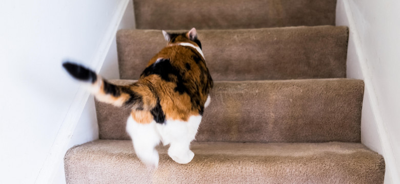 Kot idzie w górę, czy w dół? Odpowiedź na to pytanie zdradza, kim jesteś
