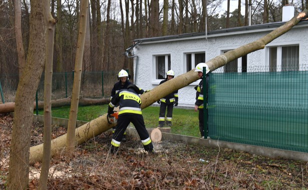 Strażacy usuwają powalone drzewo