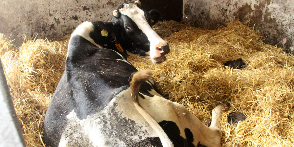 Gospodyni w gminie Rutki doprowadziła krowy do śmierci