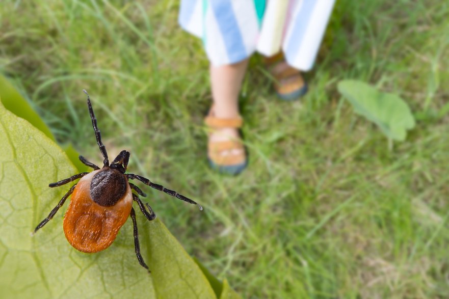 Kleszcze są bardzo niebezpieczne