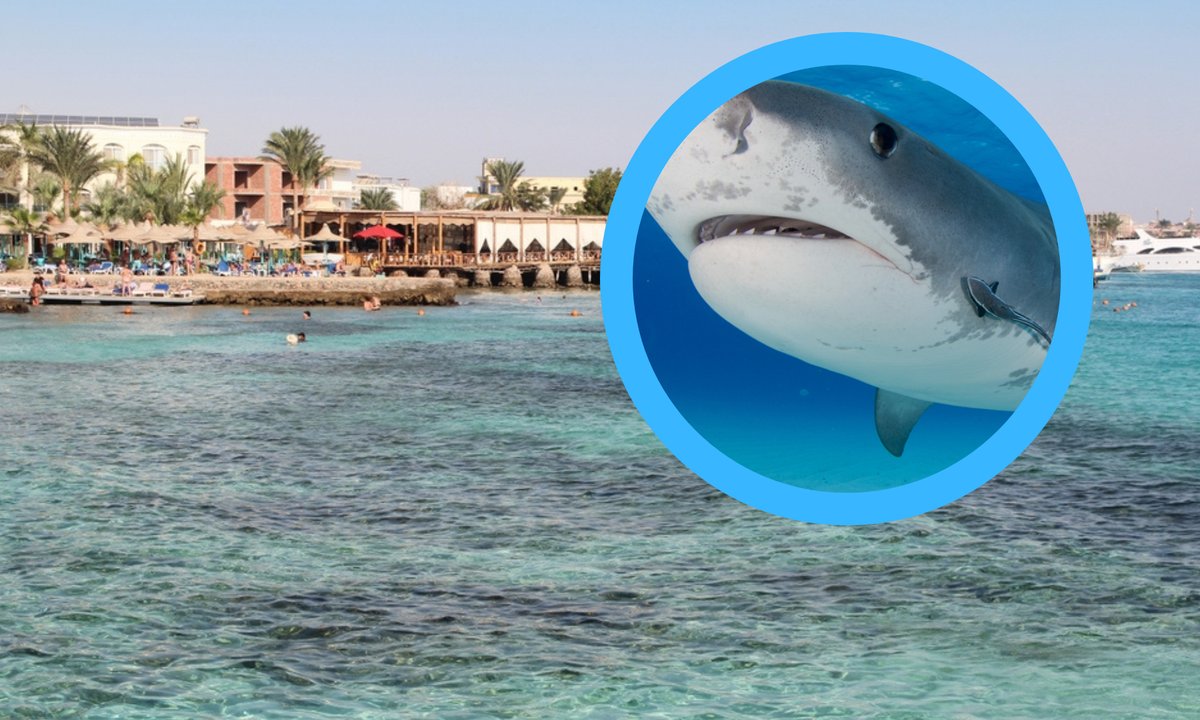 Panika w wakacyjnym kurorcie. Z powodu drapieżników zamknęli plaże