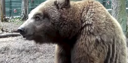 Wyrok za cyrk ze zwierzętami. Precedensowe orzeczenie sądu