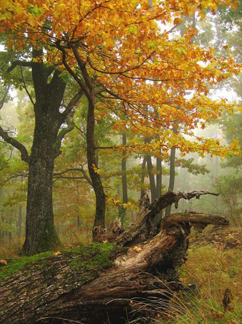 A gyönyörű őszi bükkös varázslatos színei